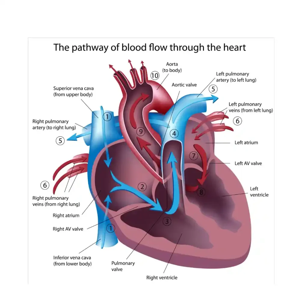 Strong Heart for Your Best Years
